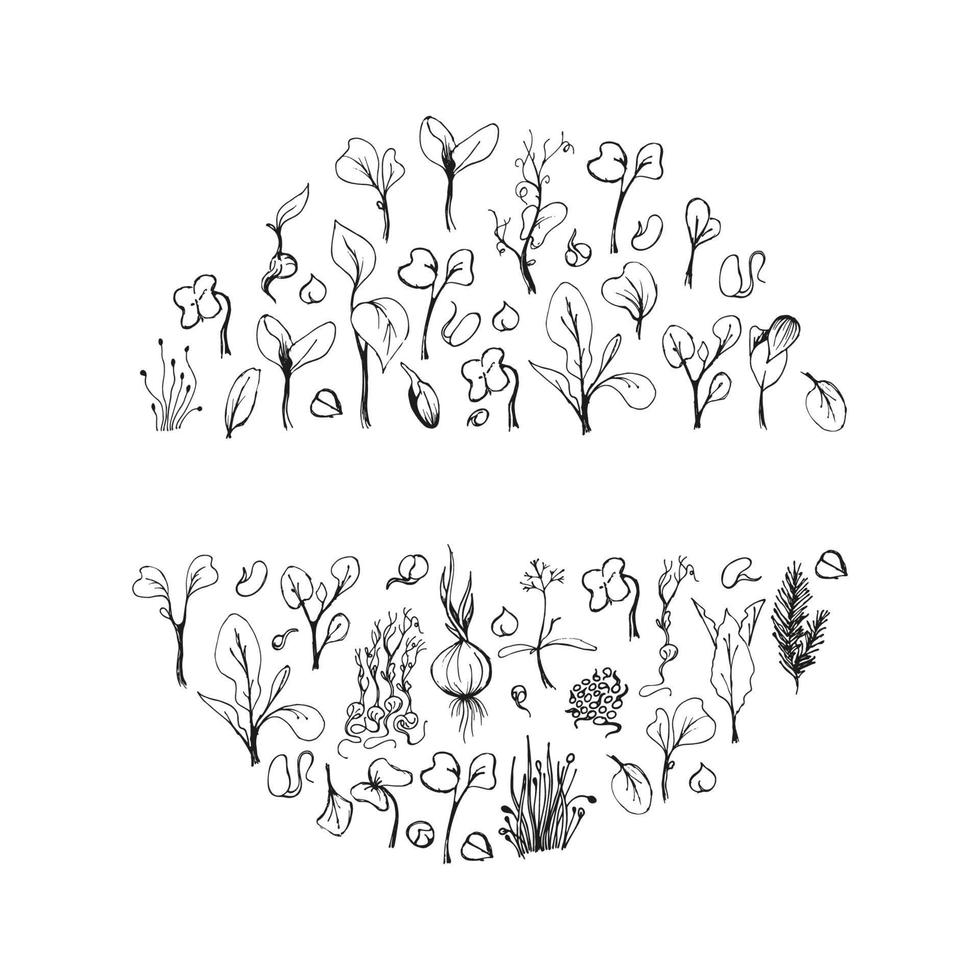 conjunto de ilustración de garabatos de microgreens. fondo de boceto dibujado a mano de vector