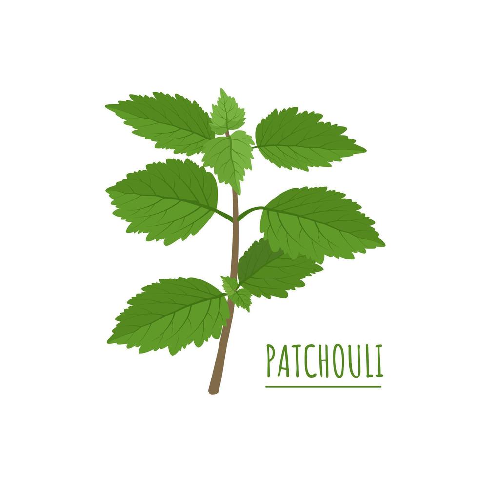 Vector illustration, patchouli or Pogostemon cablin, isolated on white background.