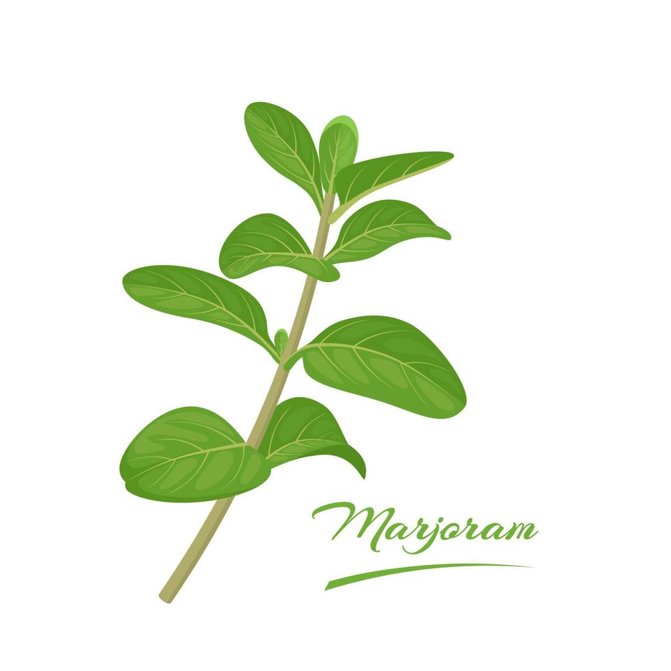 Vector illustration, fresh sweet marjoram isolated on a white background.