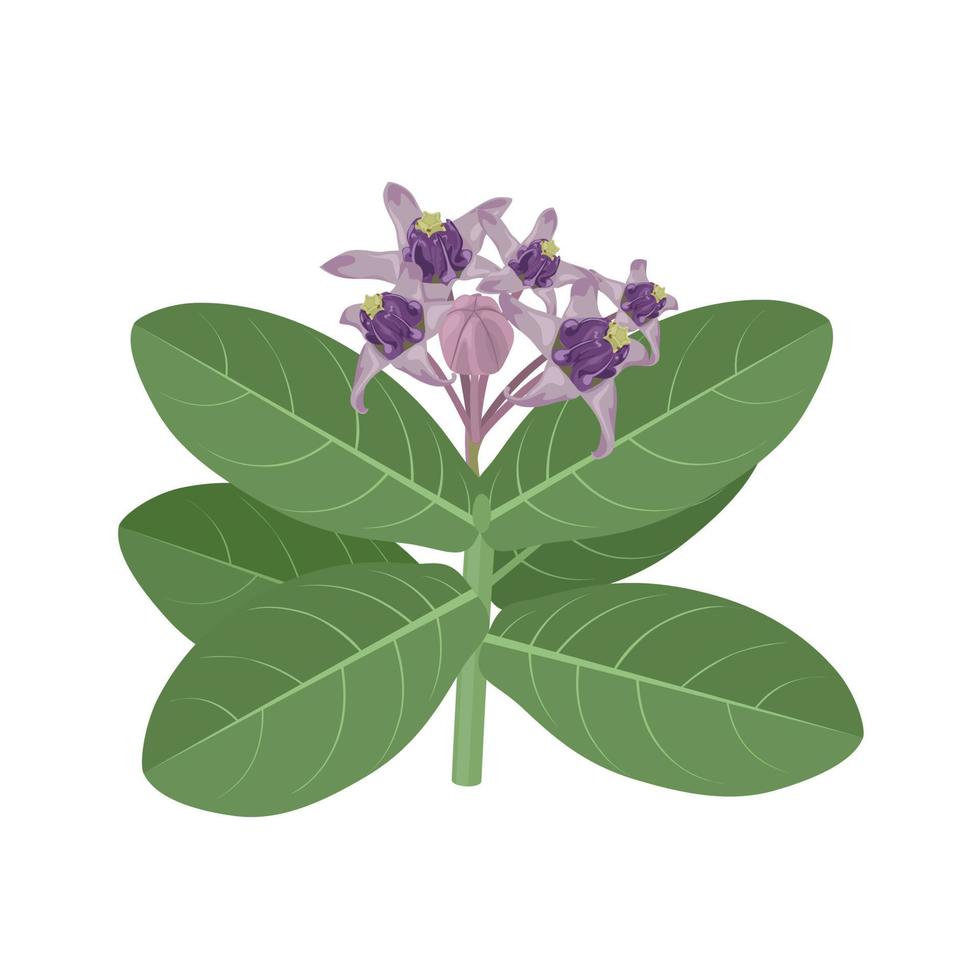 Vector illustration, Calotropic Gigantea or Crown Flower, Isolated on White Background.