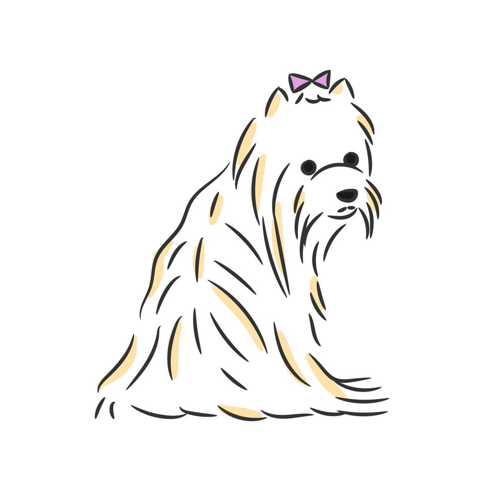 yorkshire terrier looks back vector