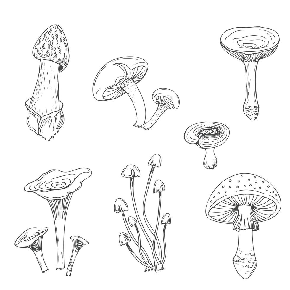 Mushroom line art vector set. Modern minimalist. Cartoon collection. Fresh organic vegetable.