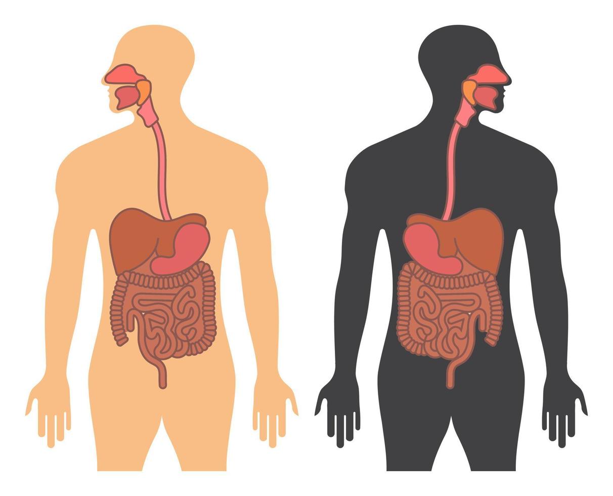 tracto gastrointestinal humano o icono de color de vector plano del sistema digestivo para aplicaciones y sitios web