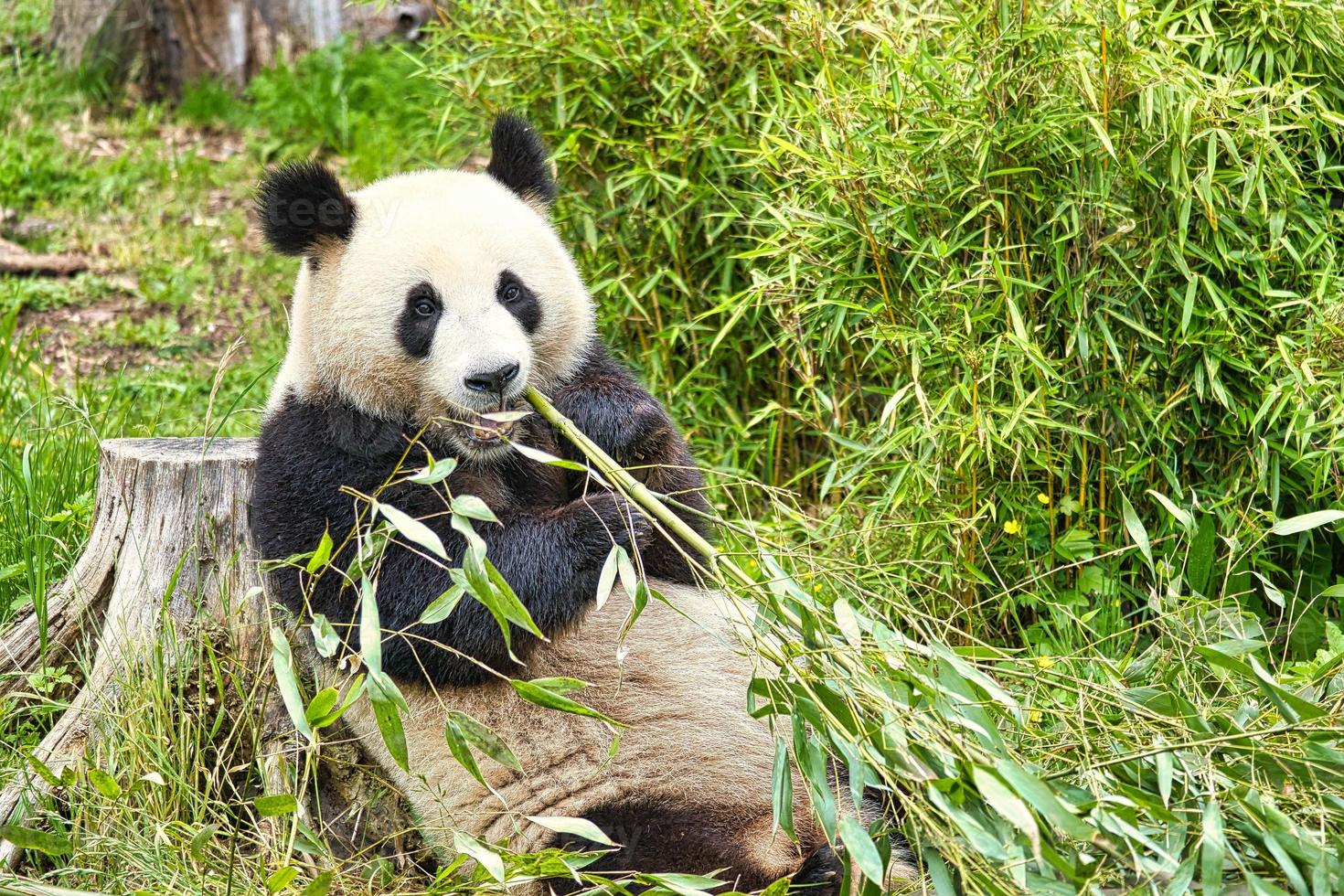 big panda sitting eating bamboo. Endangered species. Black and white mammal photo