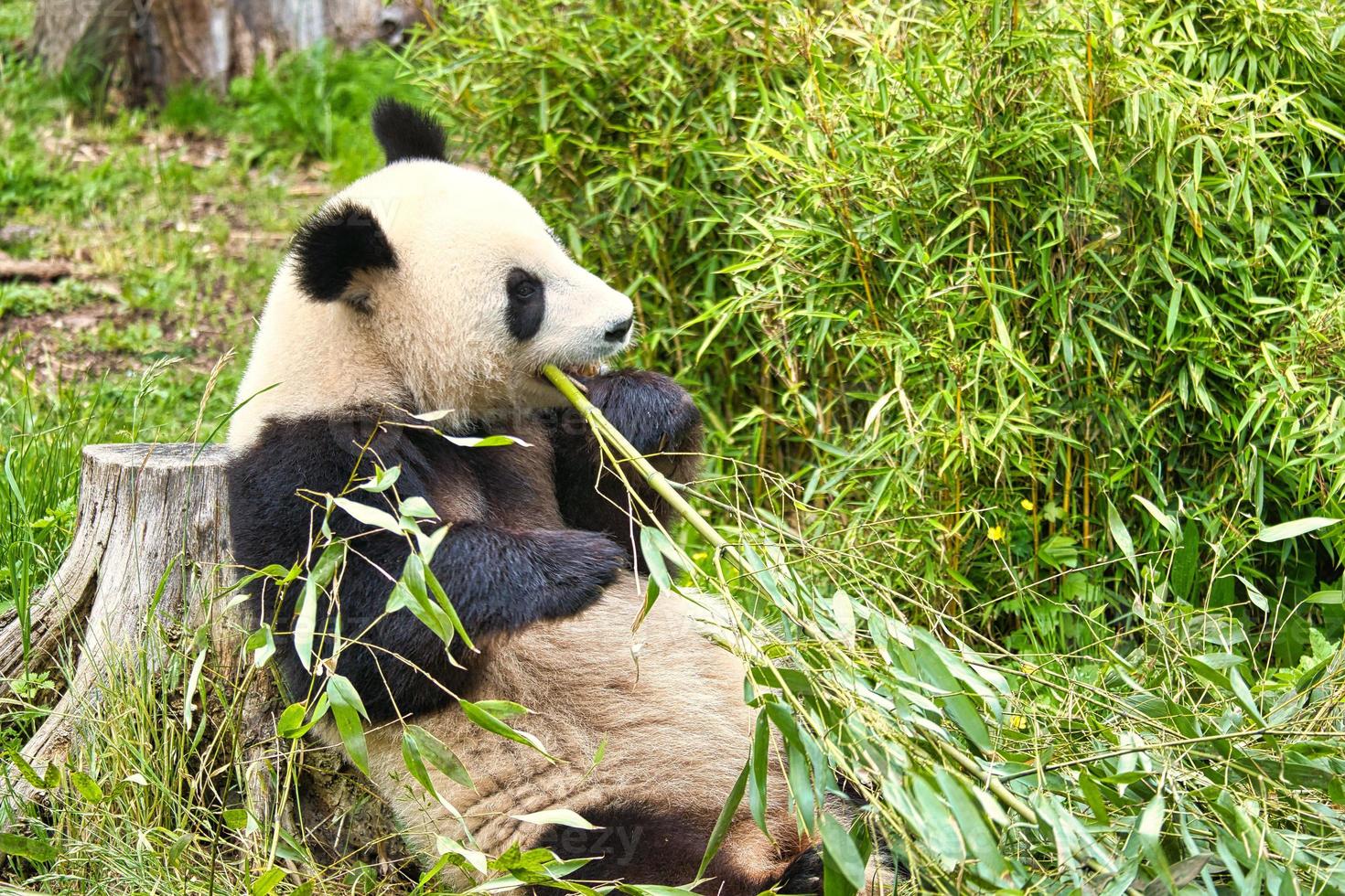 gran panda sentado comiendo bambú. especie en peligro. mamífero blanco y negro foto