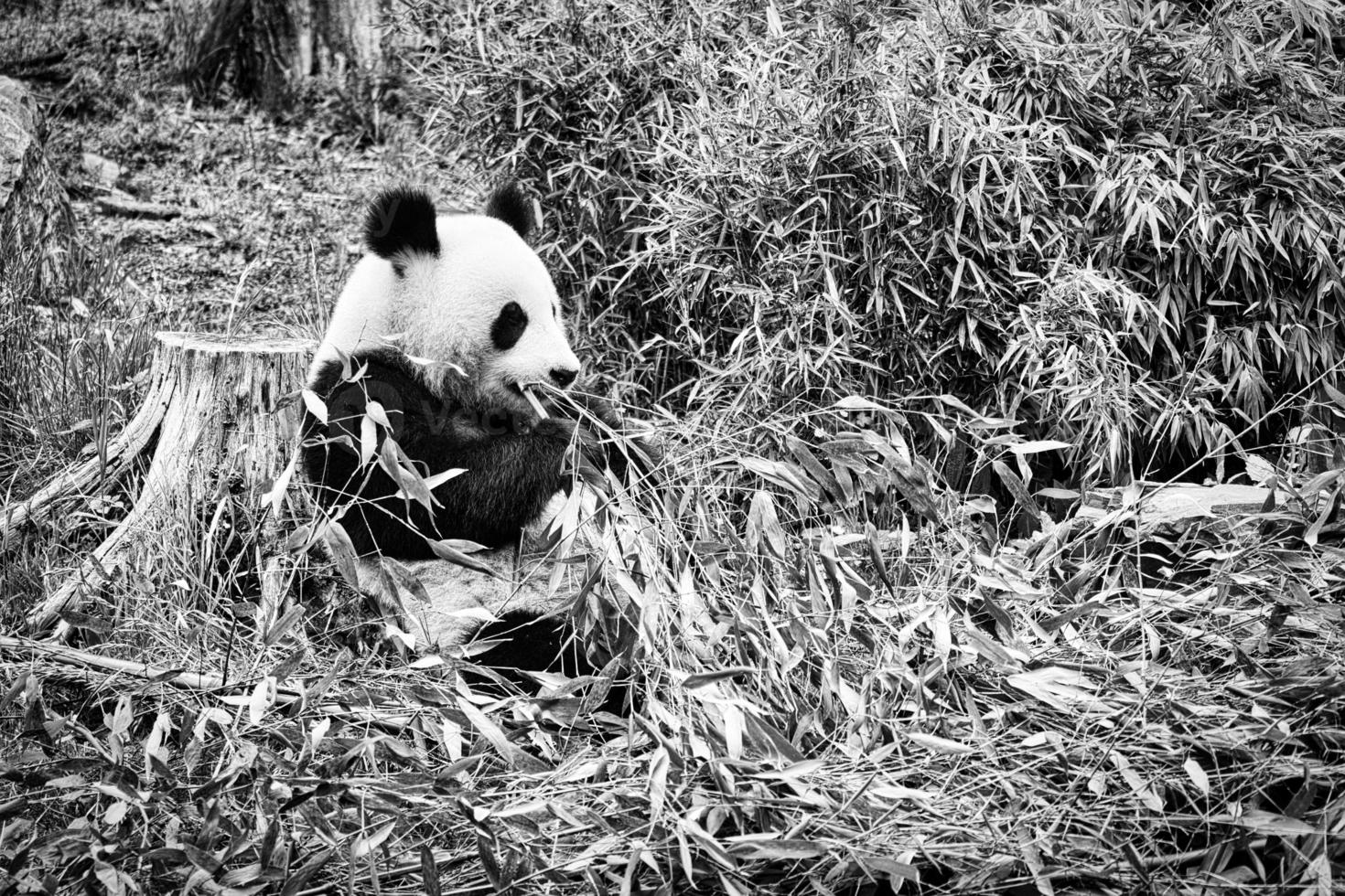 panda grande en blanco y negro, sentado comiendo bambú. especie en peligro. foto