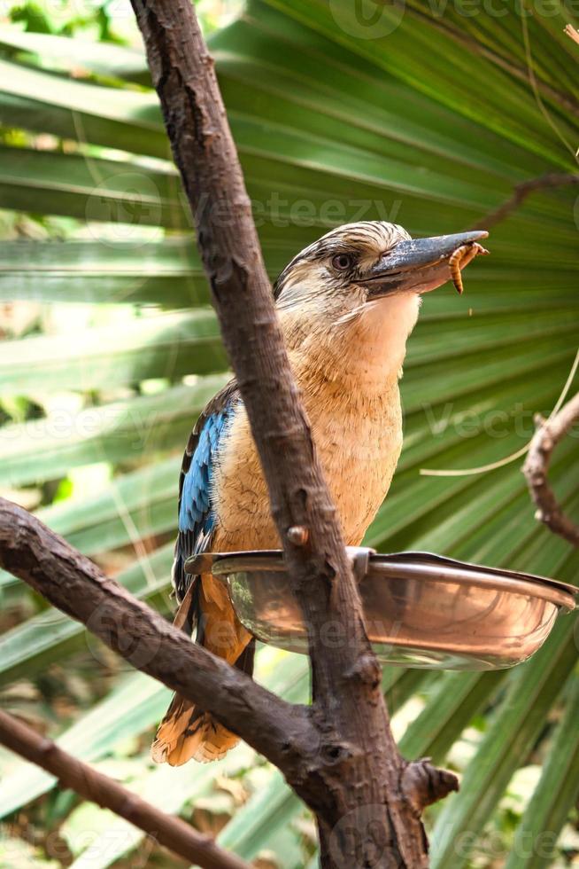 laughing hans on a branch feeding meal worm. Beautiful colorful plumage photo
