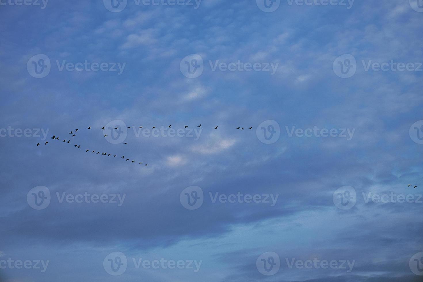 Cranes moving in formation in the sky. Migratory birds on the Darss. photo