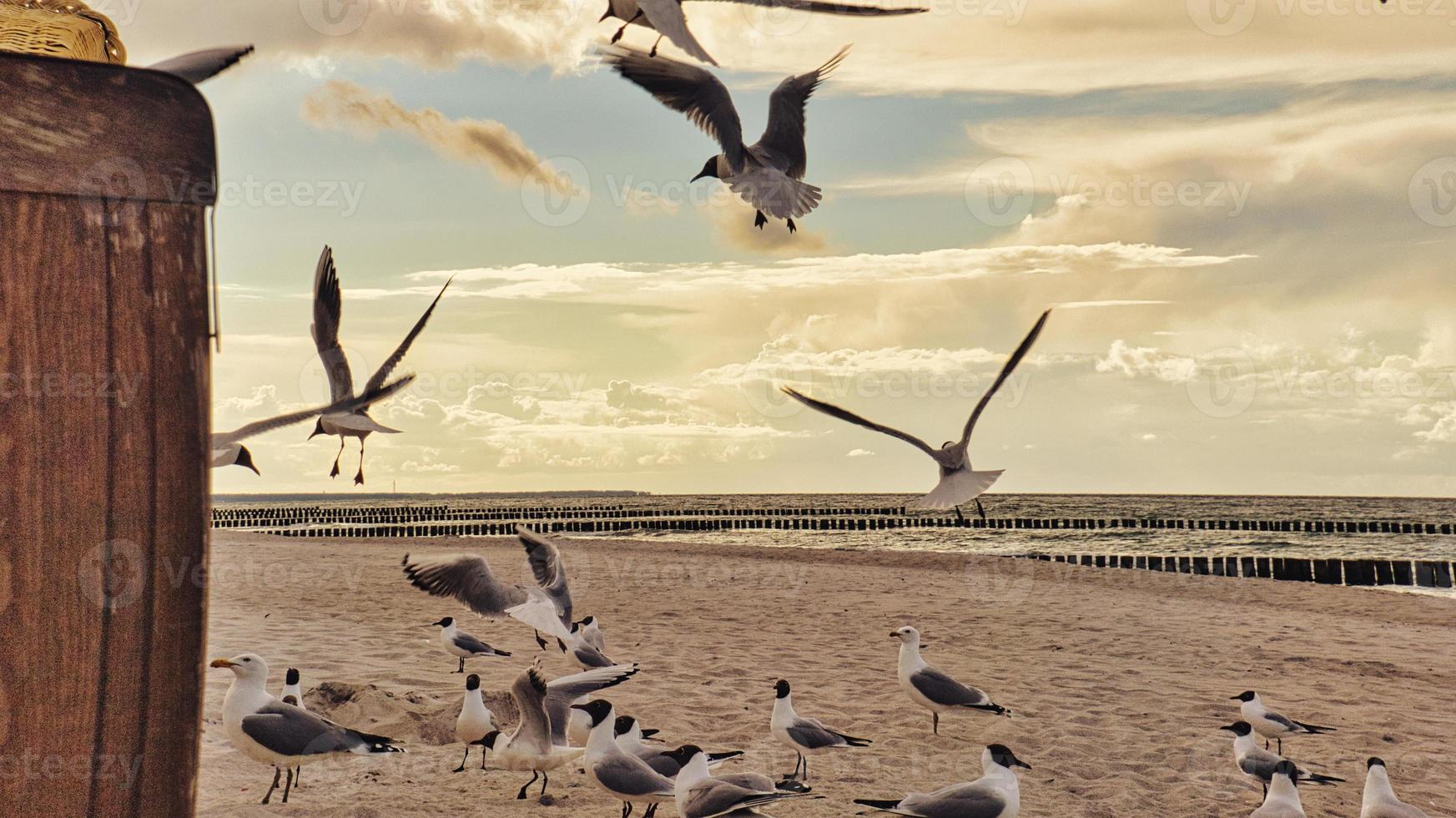 Beach chair in the sand by the sea. The sound of waves and seagulls photo