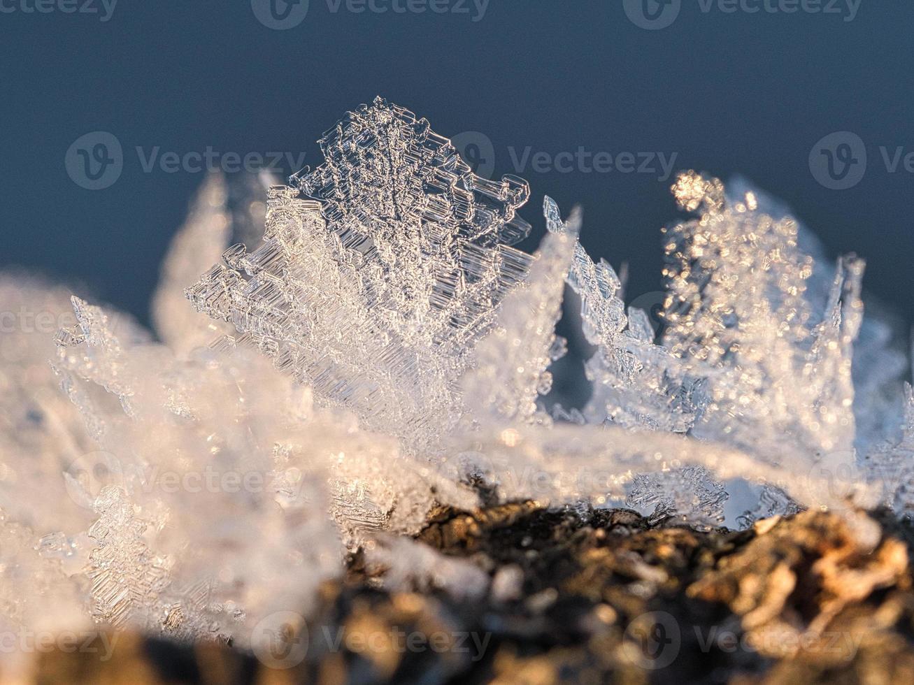 Ice crystals that have formed on a tree trunk and have grown in height. photo