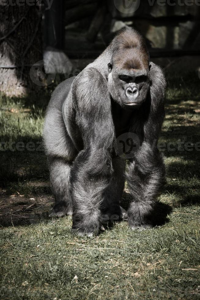 Gorilla, Silver back. The herbivorous big ape is impressive and strong. photo