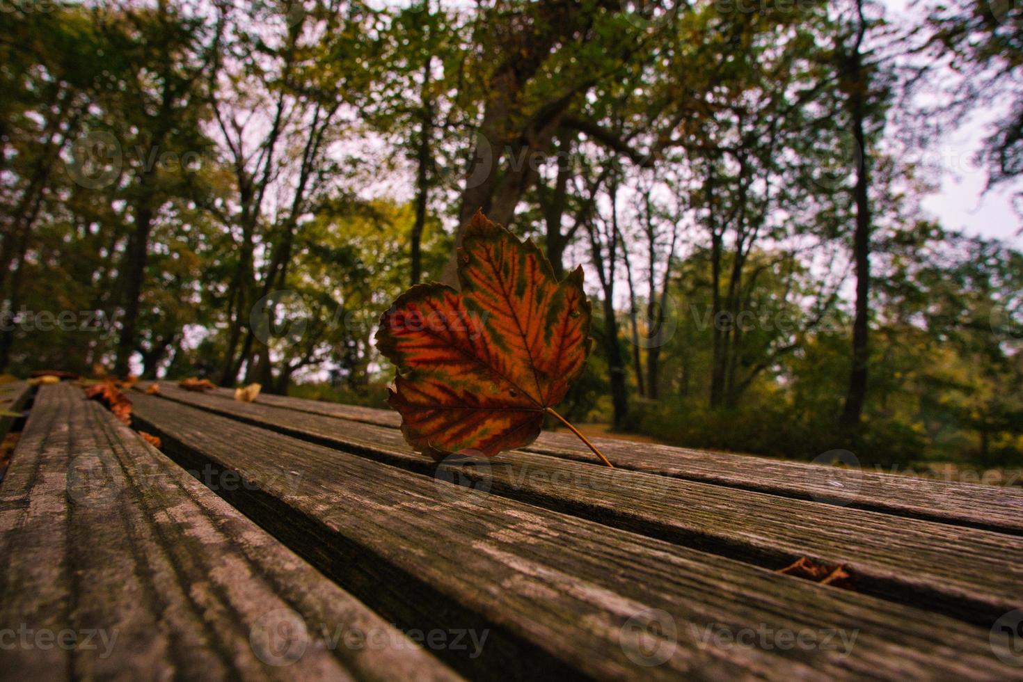 Colored leaf in autumn on a bench. Autumn leaves in the park. Trees in the background photo