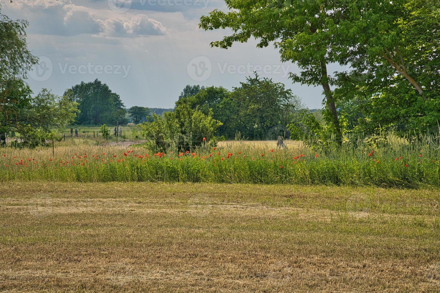 Poppies at the edge of a harvested cornfield. Red flowers, trees and grass. photo