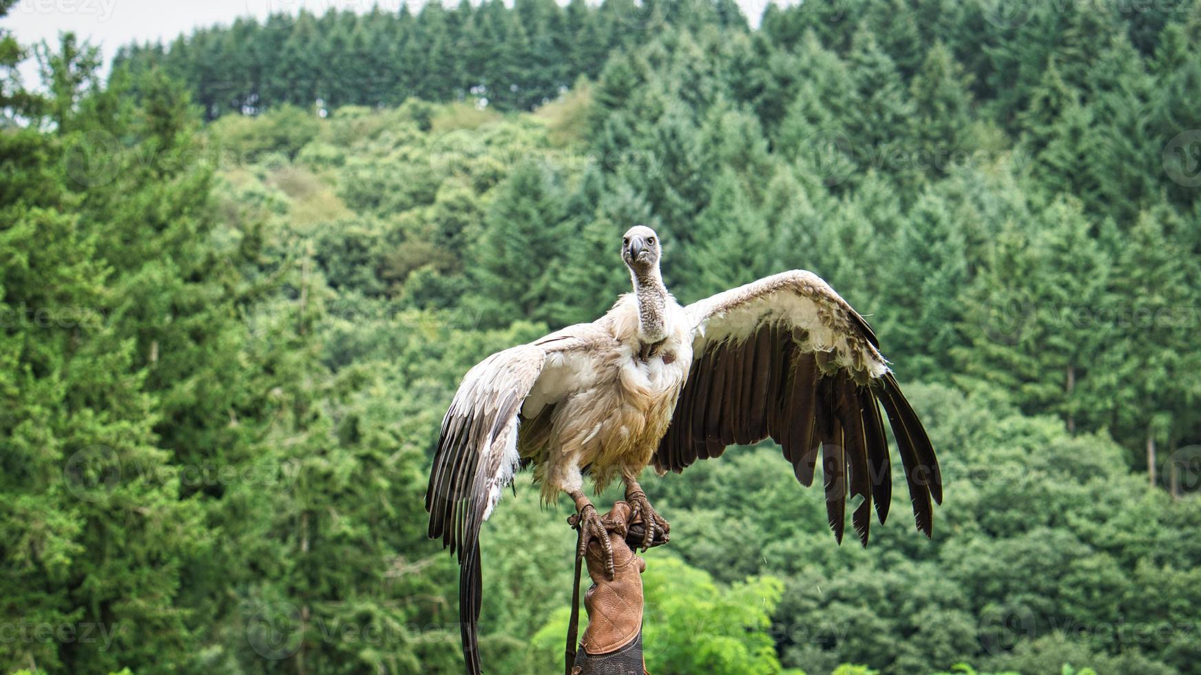 Griffon vulture on falconer's glove ready to fly in close up. Colossal large bird photo