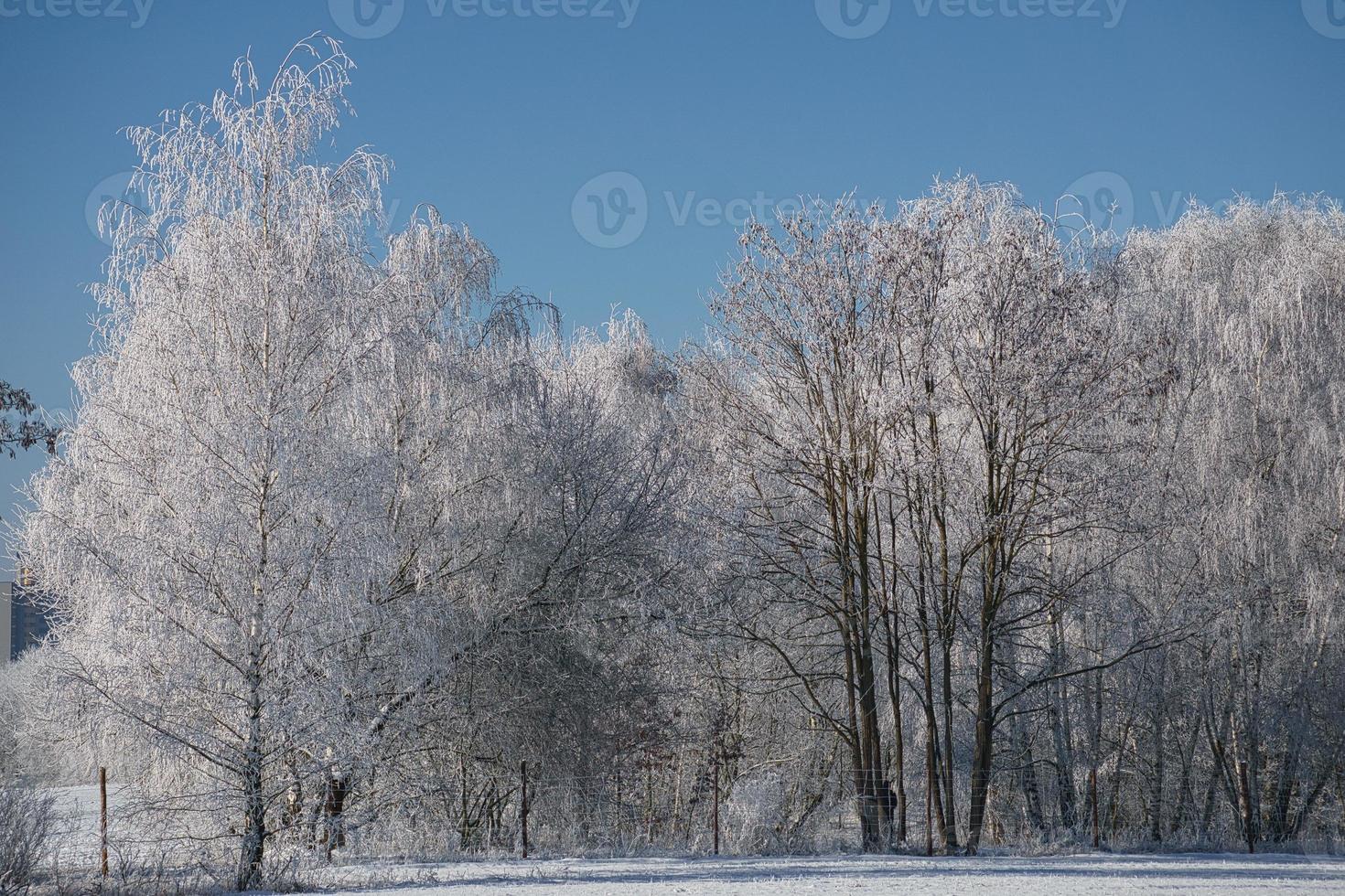 snowy birch forest on the outskirts of Berlin photo