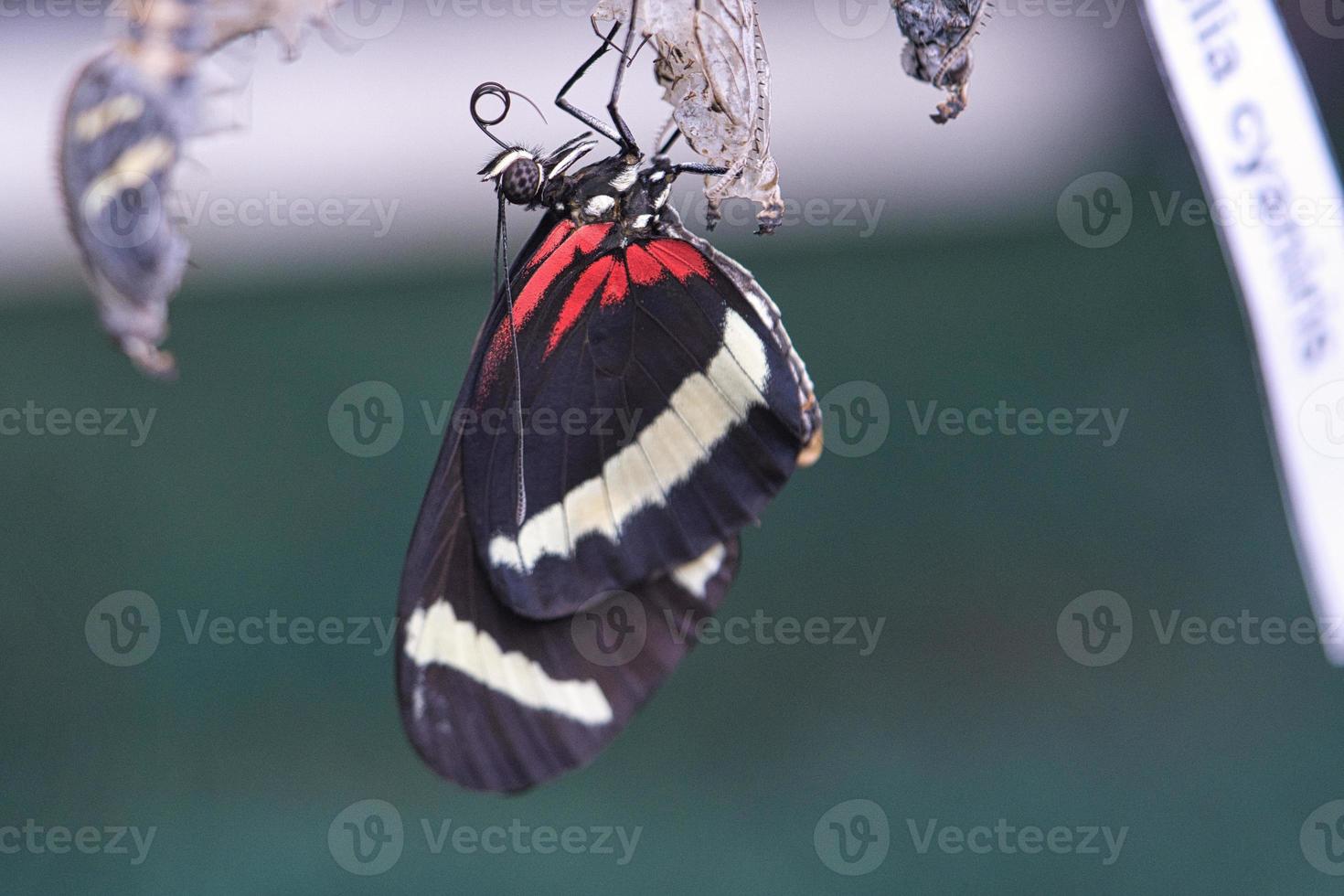 Butterfly hatching from its cocoon. 9735409 Stock Photo at Vecteezy