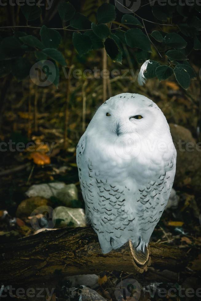 lechuza blanca. la lechuza es un ave rapaz del crepúsculo y de la noche. foto