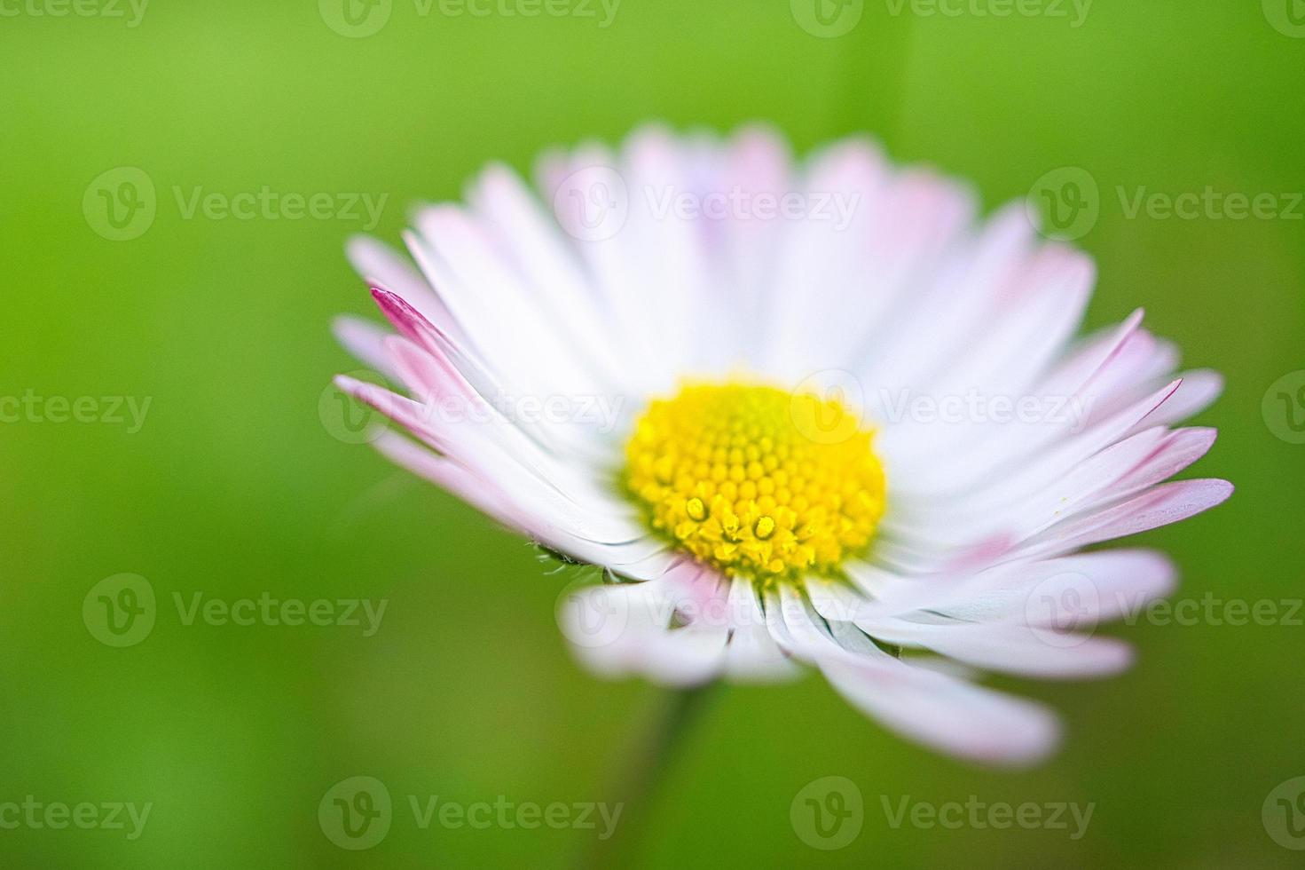Daisy with a lot of bokeh on a meadow. Focus on the pollen of the flowers. photo