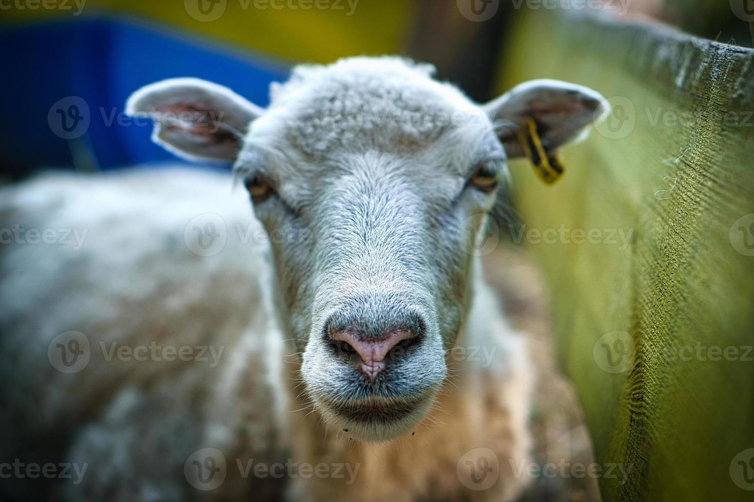 sheep snout funny taken with eye contact to the observer. photo