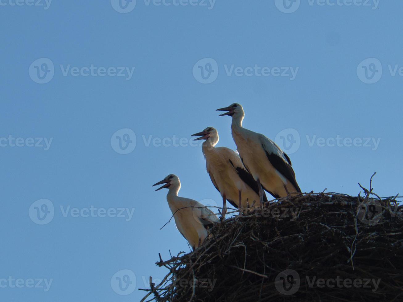 three white storks in the nest on a chimney in Brandenburg. photo