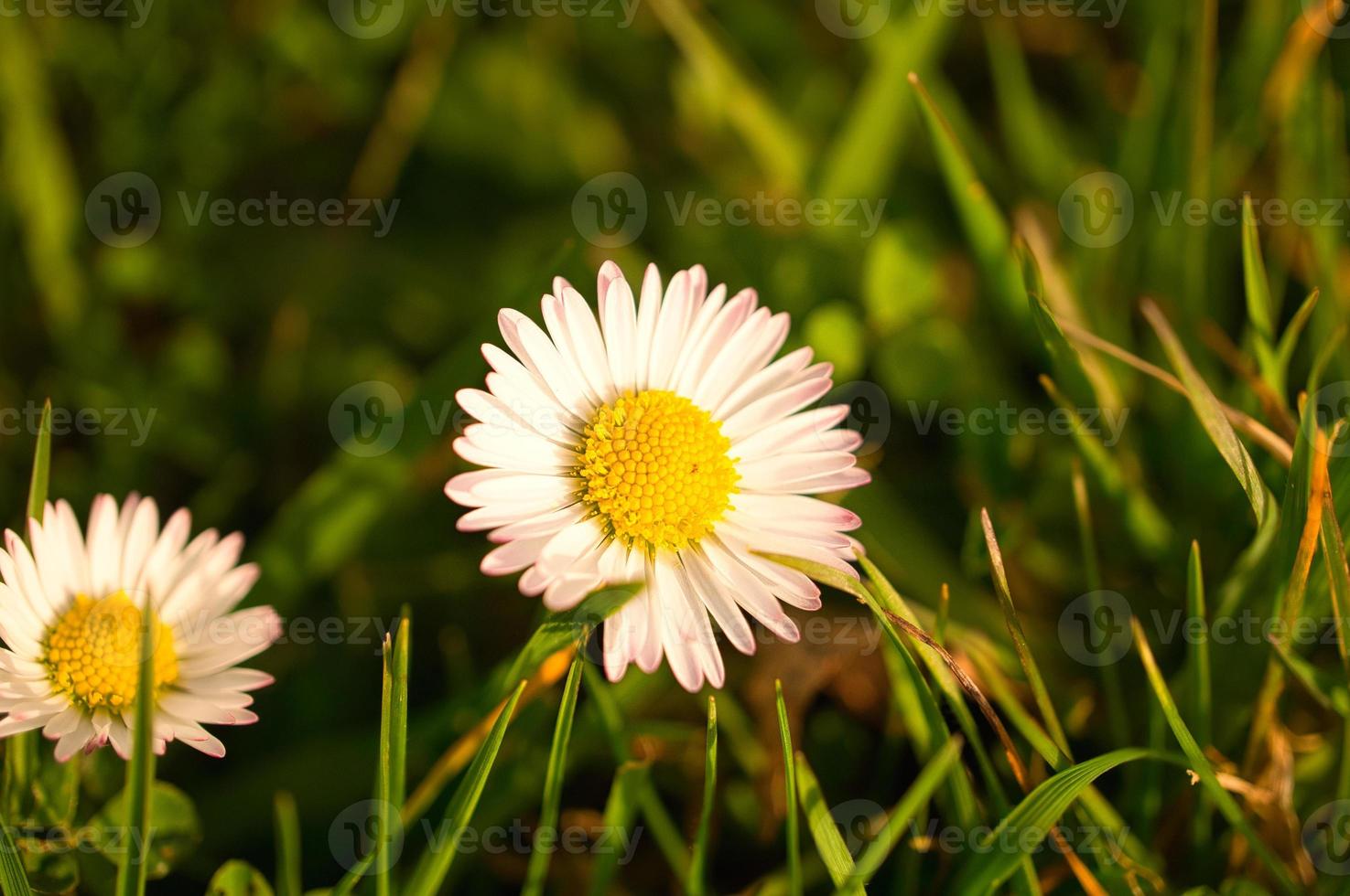 Daisies on a meadow. White pink flowers in the green meadow. Flowers photo