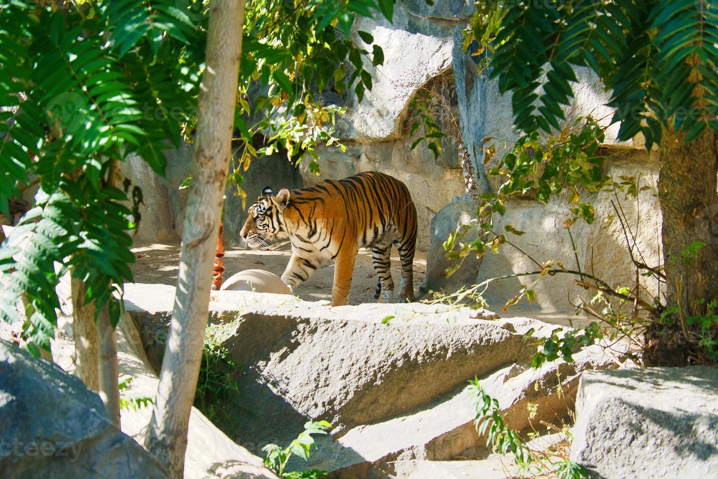 Tiger between trees and rock. Striped coat of elegant predators. Big cat from Asia photo