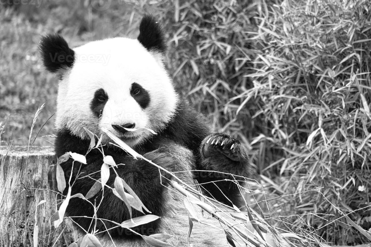 panda grande en blanco y negro, sentado comiendo bambú. especie en peligro. foto