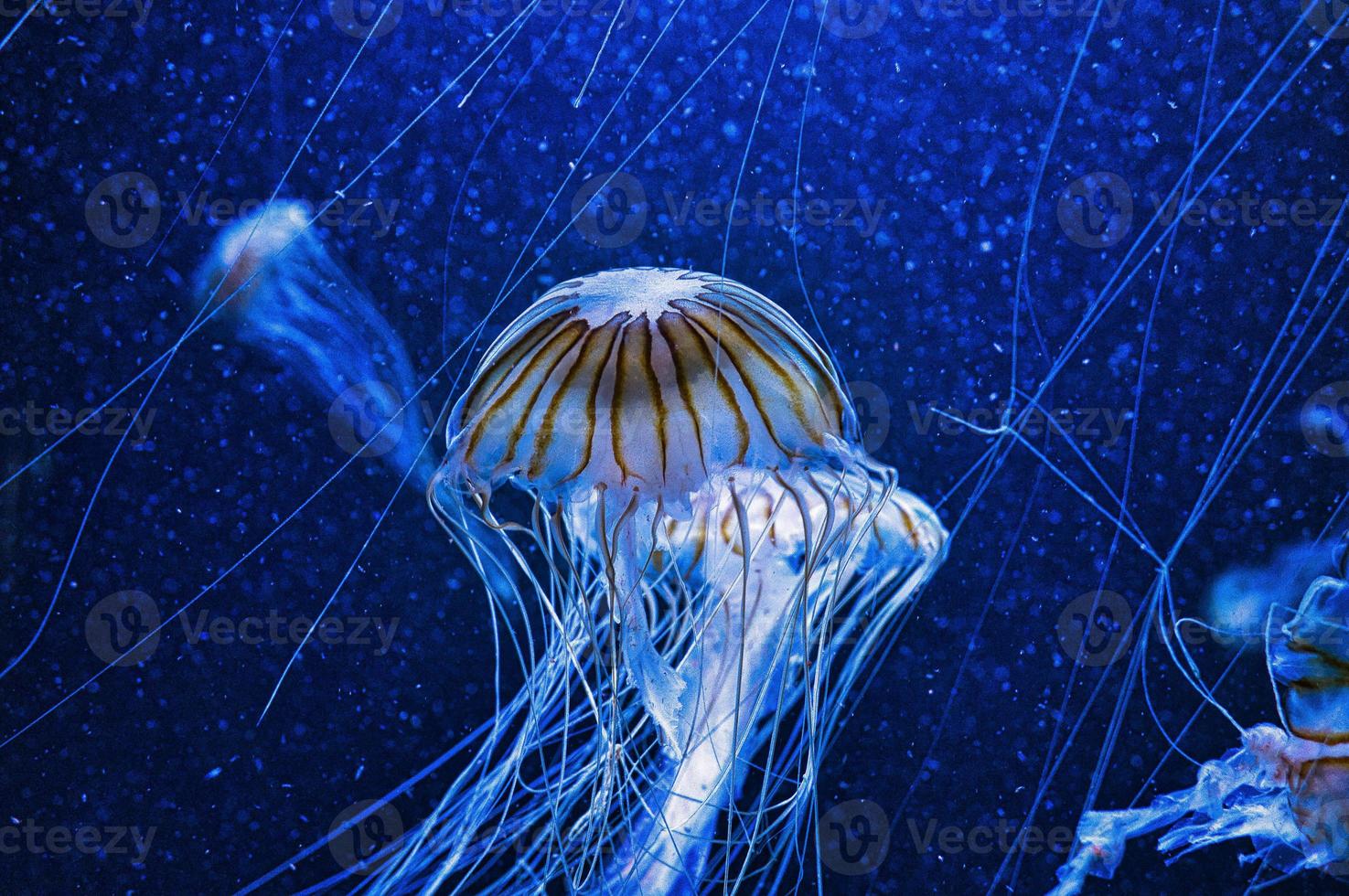 Se muestran medusas flotando en un acuario aislado. largos tentáculos. animal marino. foto