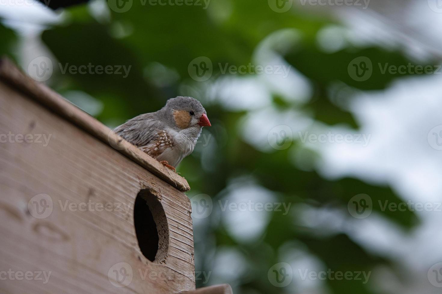 Zebra finch pair on a bird house. photo