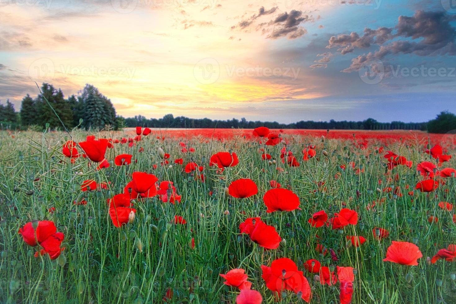 The corn poppy shines in a red blaze of color. The delicate flowers in the cornfield. photo