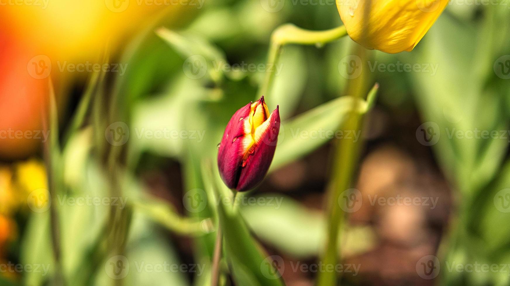 Red tulip cropped and shot with bokeh in a meadow in spring. photo