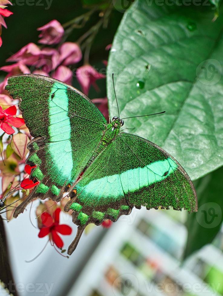 mariposa colorida en una hoja, flor. elegante y delicada. patrón detallado de alas. foto