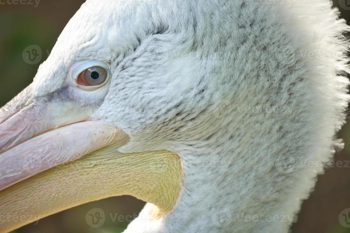 Pelican in portrait. White plumage, large beak, in a large marine bird. Animal photo