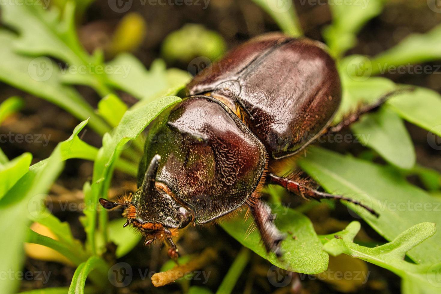 Macro image of a rhinoceros beetle. This insect is very rare photo