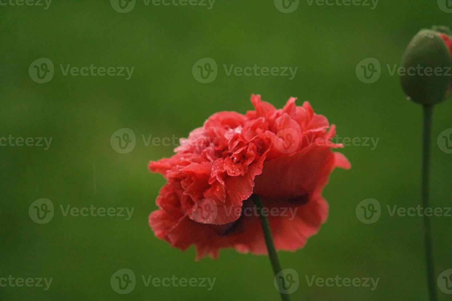 Poppy flower in close up. Filigree petals in pink with green leaves in background. photo