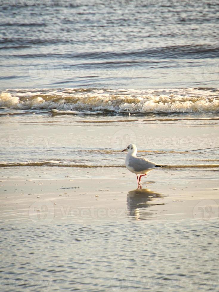 gaviota en la playa de blavand en dinamarca frente a las olas del mar. disparo de pájaro foto