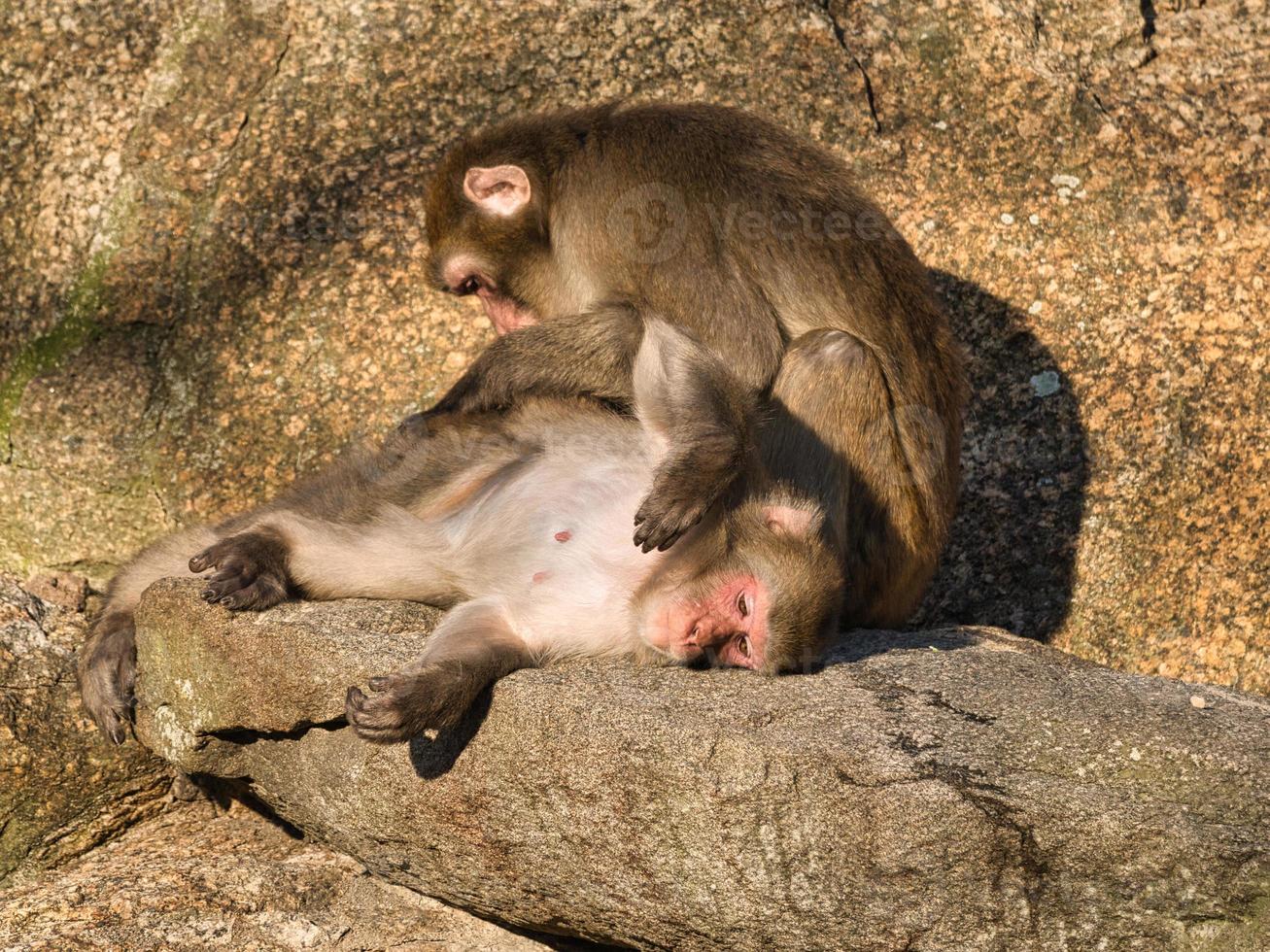 Baboons from the Berlin Zoo grooming their bodies photo