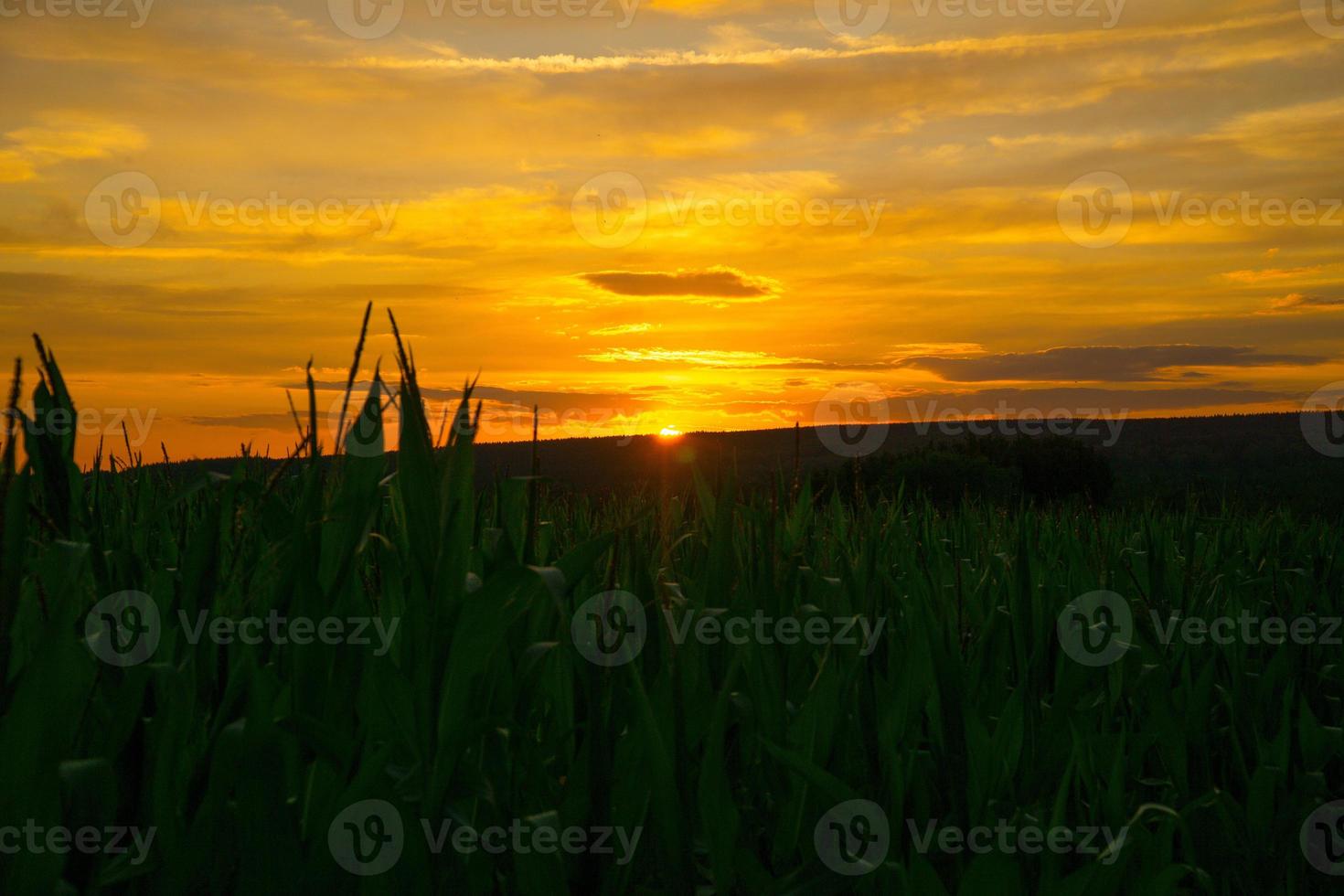 Corn field at sunset. Landscape shot from Saarland. strong yellow, green and orange colors. photo