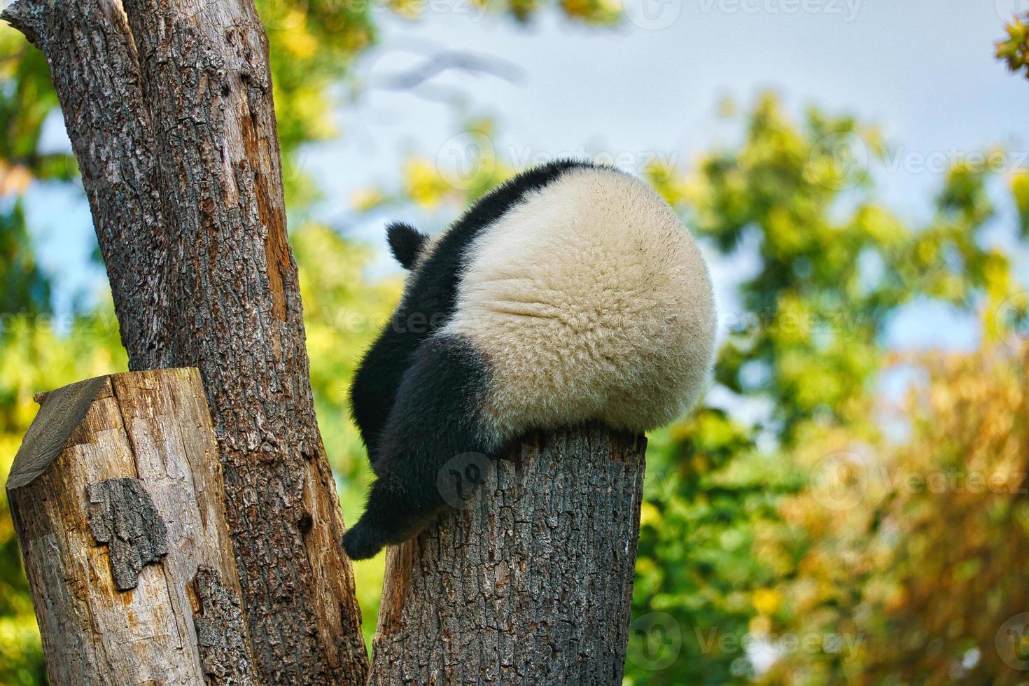 panda gigante sentado en el tronco de un árbol en lo alto. mamífero en peligro de extinción de china. foto