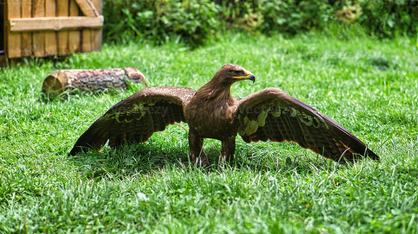 Golden eagle at the air show in Saarburg. Animal photo of the elegant bird.