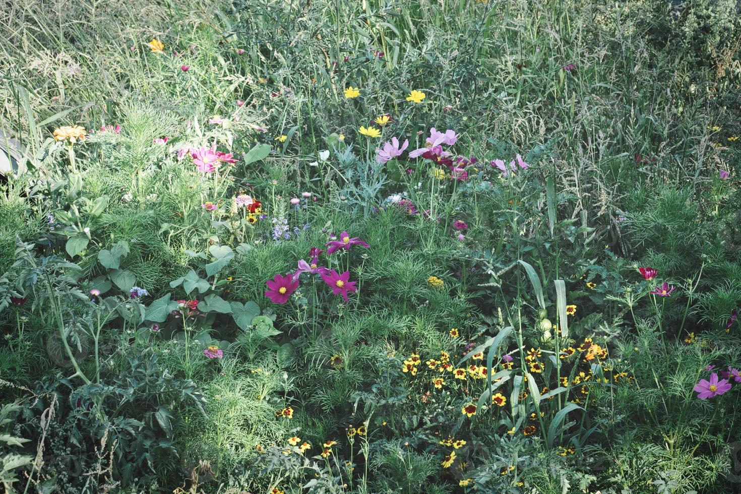 Flower meadow with different colored flowers. Spring and summer flower meadow. photo