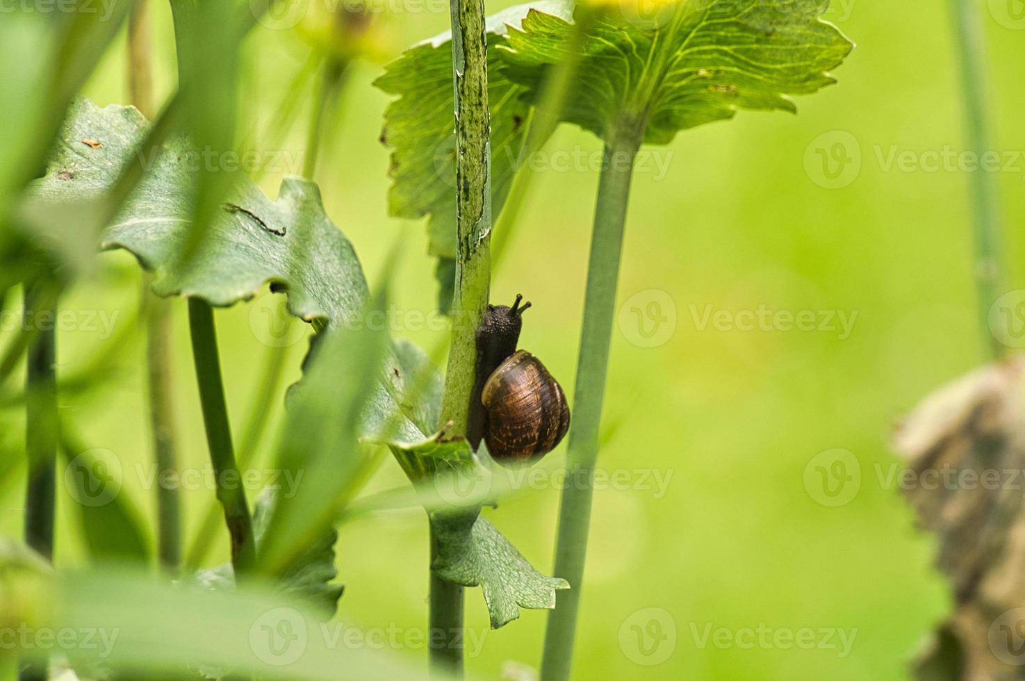 A snail crawling on a plant. Leisurely it crawls forward photo