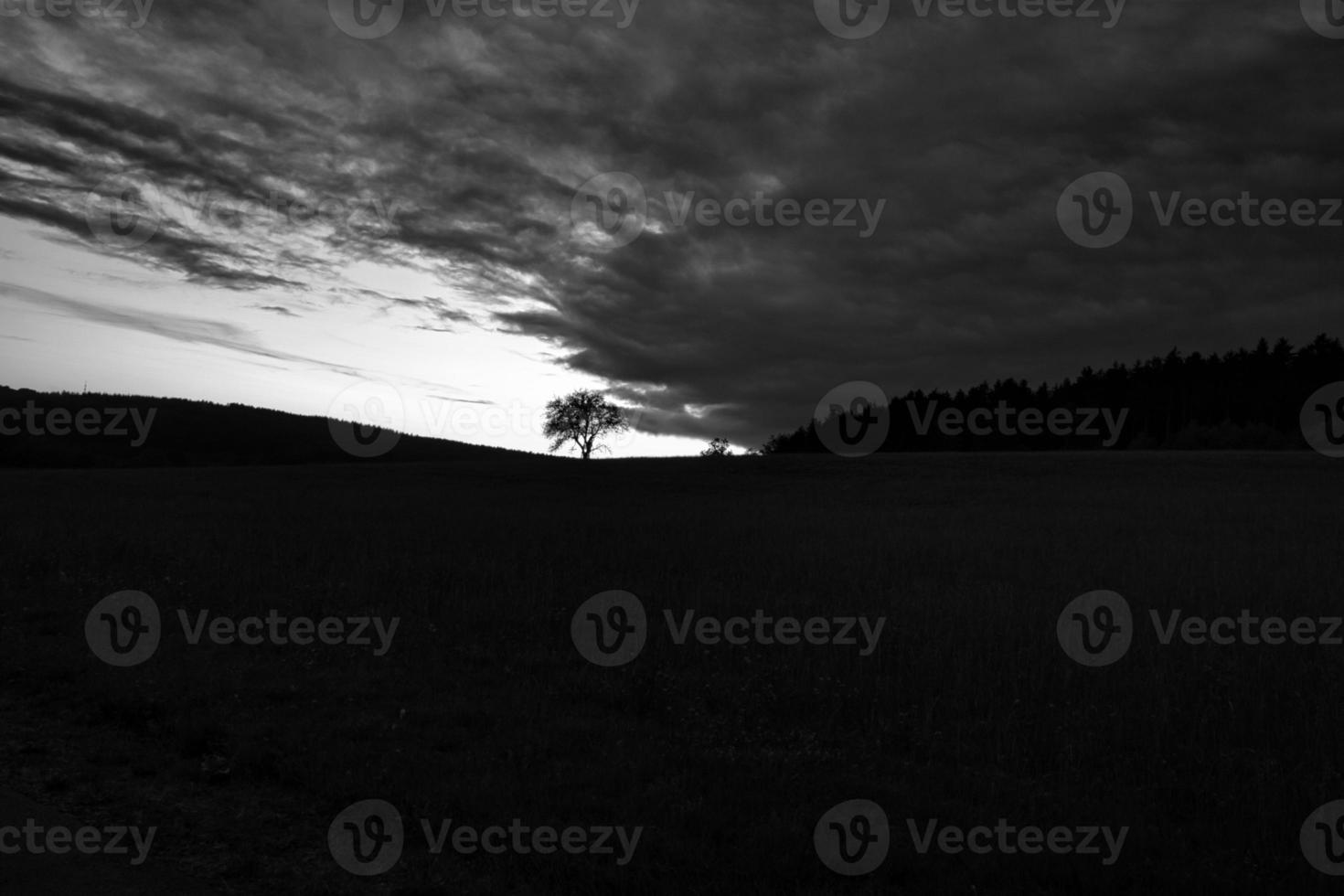 Sunset in the Saarland with a tree against which a ladder is leaning in black and white shot photo