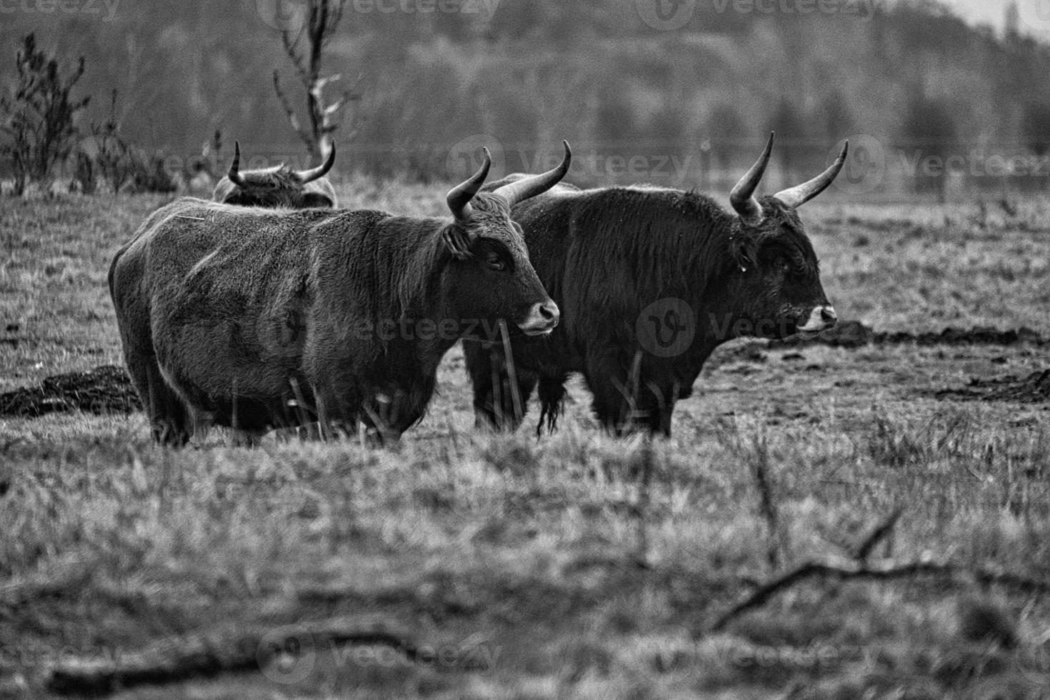 Black and white shot of highland cattle on a meadow. Powerful horns brown fur. photo