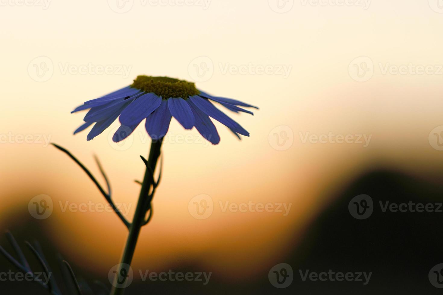 Chamomile in the sunset on a meadow with warm colors. Medicinal plant nature photo