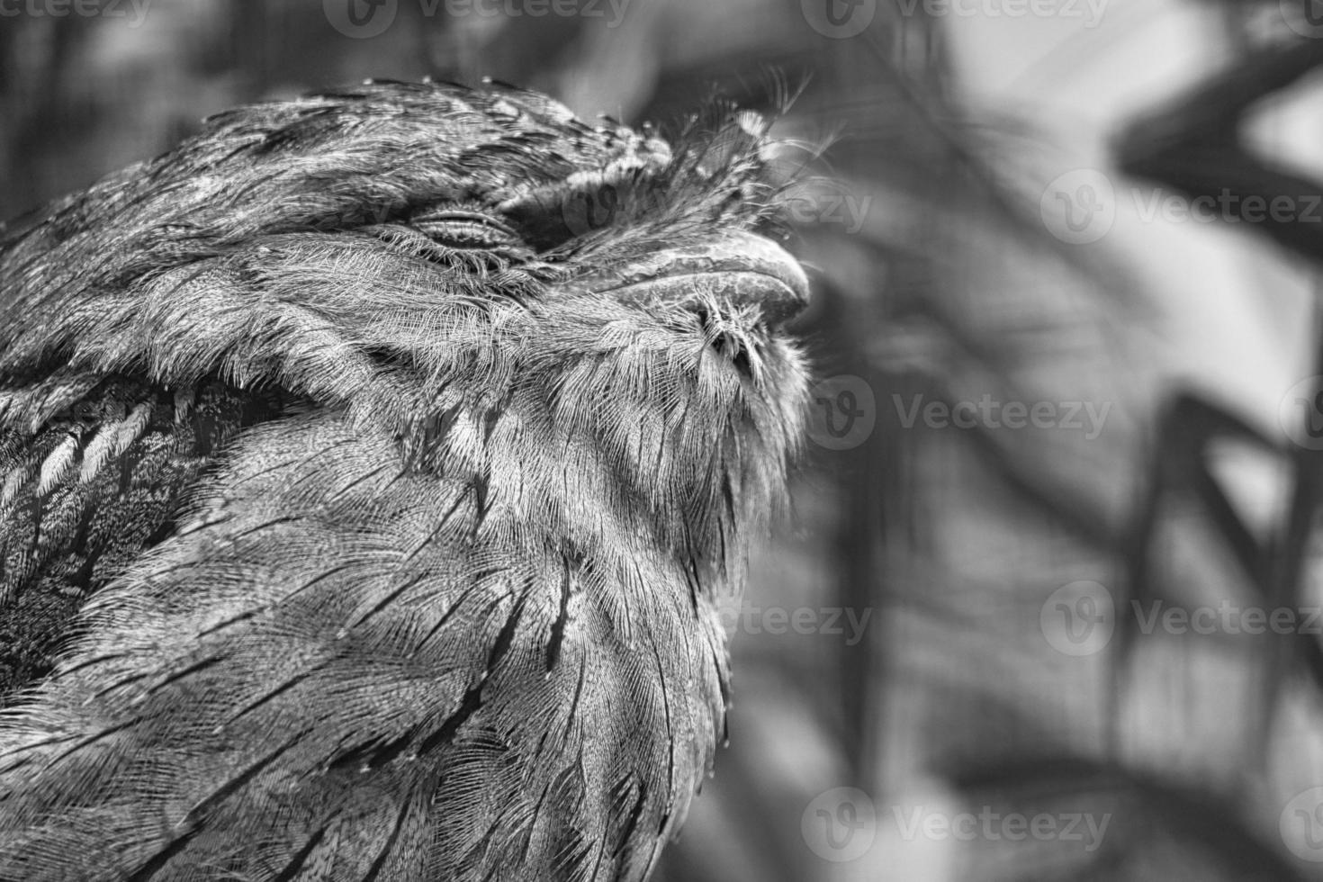 a small kautz on a tree trunk. Eyes closed and sleeping. Animal photo owl bird.