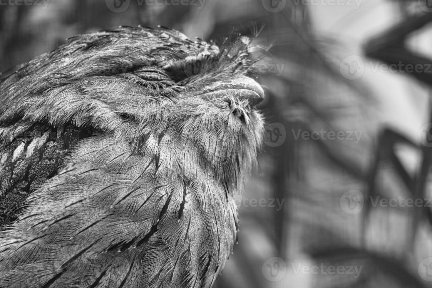 a small kautz on a tree trunk. Eyes closed and sleeping. Animal photo owl bird.