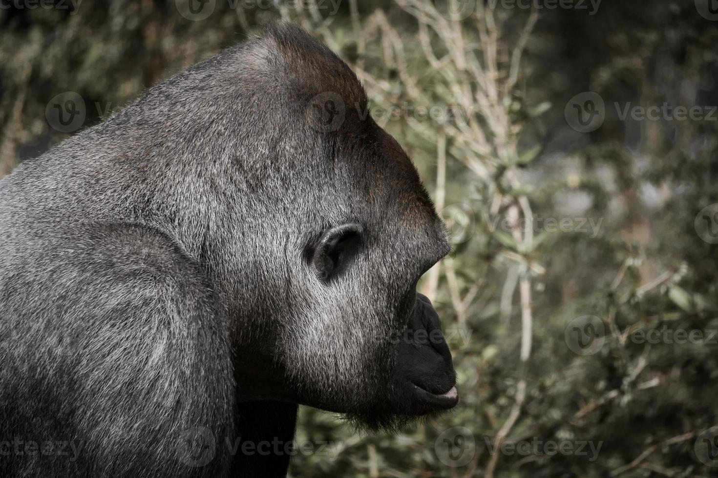 Gorilla, Silver back. The herbivorous big ape is impressive and strong. photo