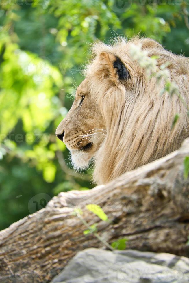 león con hermosa melena sobre una roca. depredador relajado. foto de animal gato grande. 9735579 Foto de stock en Vecteezy león con hermosa melena sobre una roca. depredador relajado. foto de animal gato grande. 9735579 Foto de stock en Vecteezy