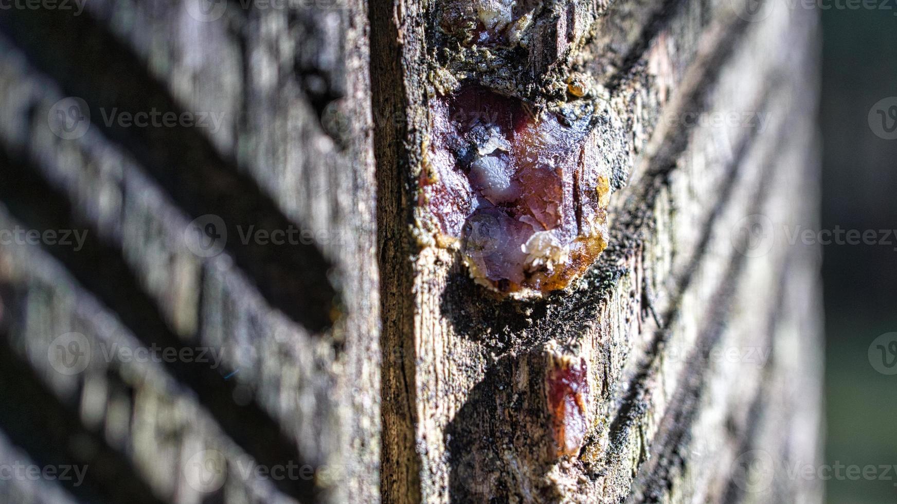 Tree resin harvested from a pine tree. Grooves were carved into the bark photo